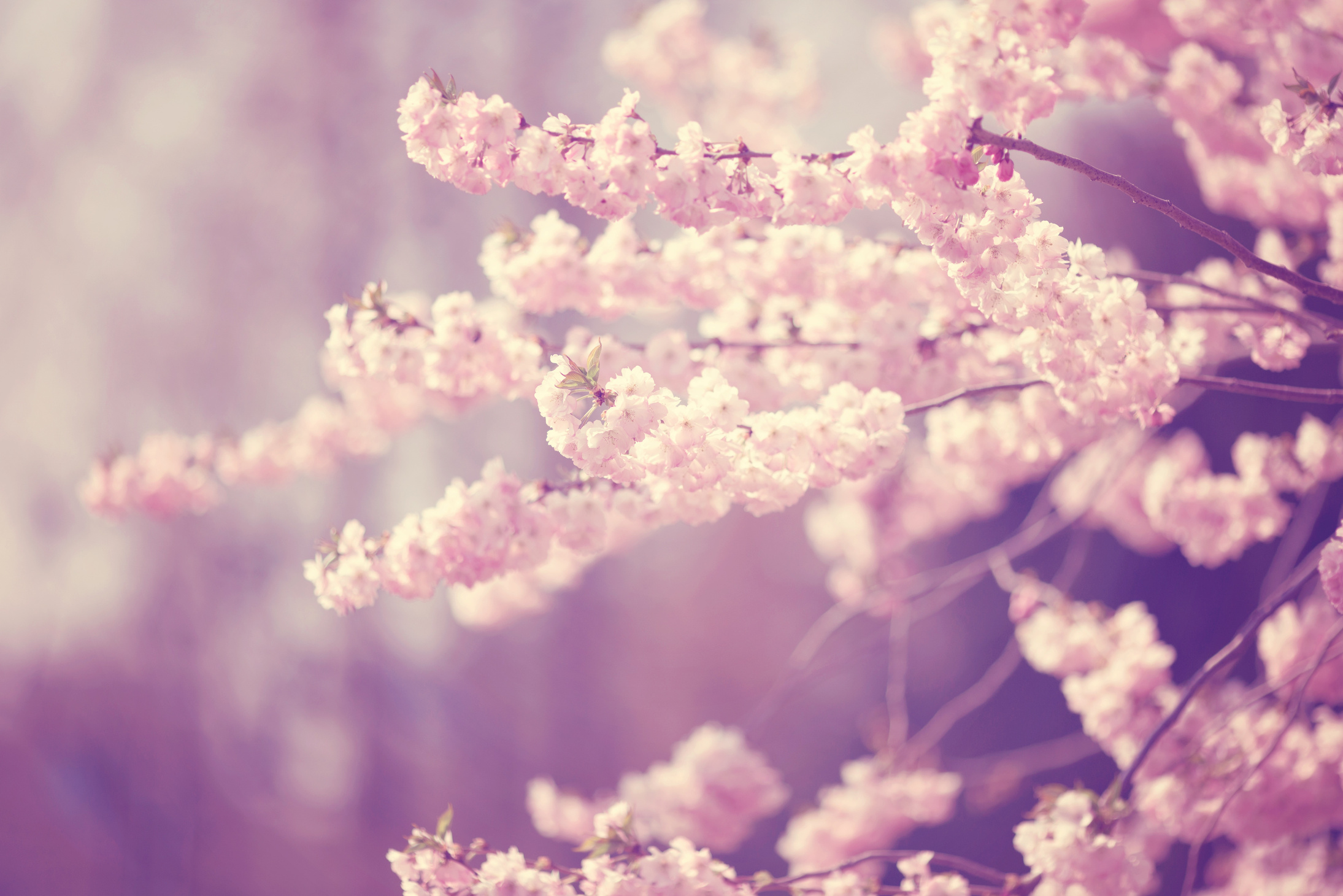 Cherry Blossom Flowers